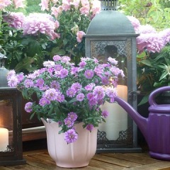 98位のイメージ