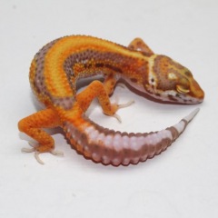 88位のイメージ