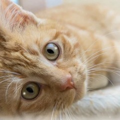 動物動画 人気ブログランキング