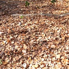 67位のイメージ