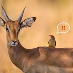 17位のイメージ