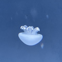 137位のイメージ