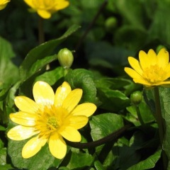 17位のイメージ