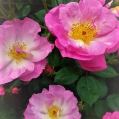 27位のイメージ