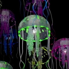 177位のイメージ