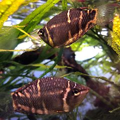 32位のイメージ