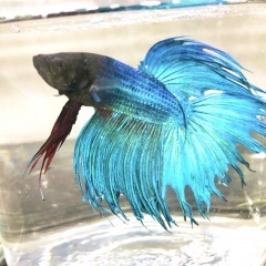 74位のイメージ