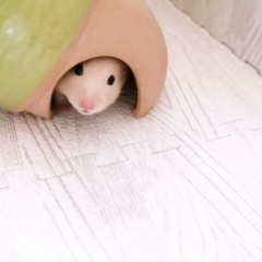 34位のイメージ