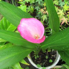 ジャンクガーデン 人気ブログランキング