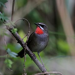 56位のイメージ