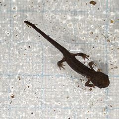 42位のイメージ