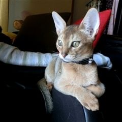 68位のイメージ