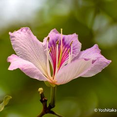 41位のイメージ