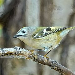 55位のイメージ