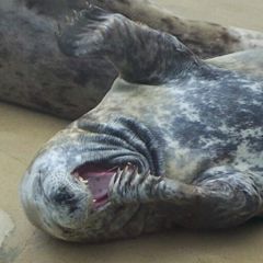 52位のイメージ