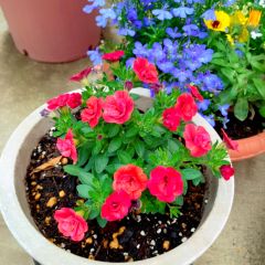 15位のイメージ