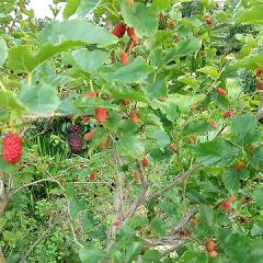 花言葉 人気ブログランキング