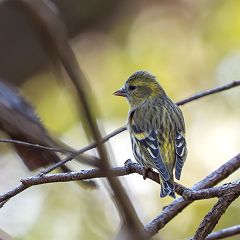 25位のイメージ