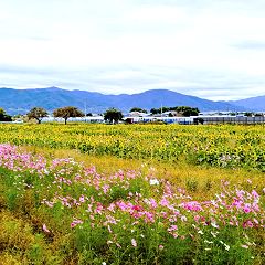 17位のイメージ