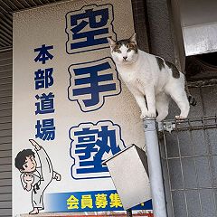 44位のイメージ