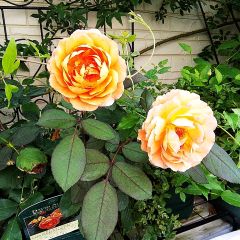 54位のイメージ