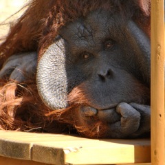 懐メロ 人気ブログランキング