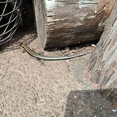 63位のイメージ