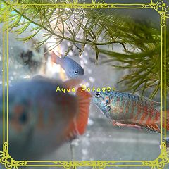 72位のイメージ