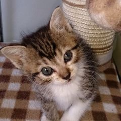 84位のイメージ