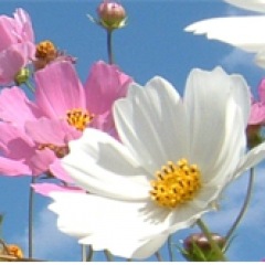 37位のイメージ