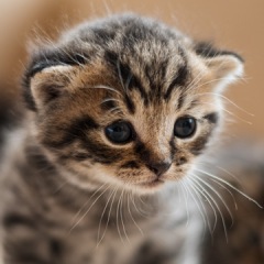 43位のイメージ