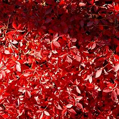 2148位のイメージ