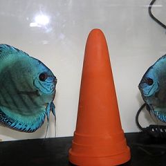 69位のイメージ