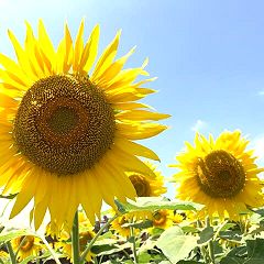 46位のイメージ