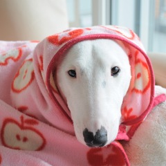 17位のイメージ