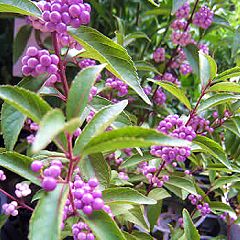 50位のイメージ