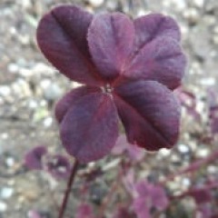 248位のイメージ