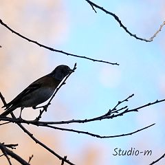 97位のイメージ