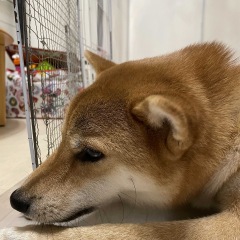 49位のイメージ