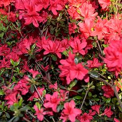 87位のイメージ