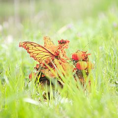 55位のイメージ