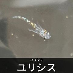 40位のイメージ