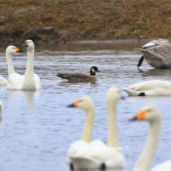 80位のイメージ