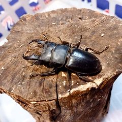 41位のイメージ