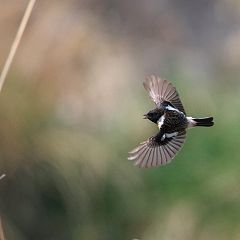 96位のイメージ