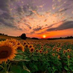 53位のイメージ