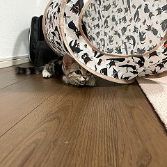 259位のイメージ