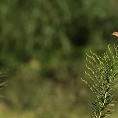 95位のイメージ