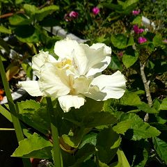 28位のイメージ