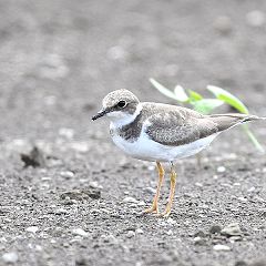 78位のイメージ